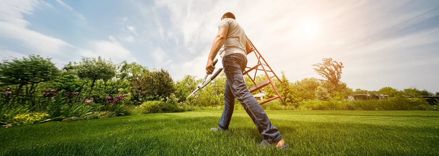 Élagage des arbres du voisin : que dit la loi ?